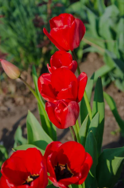 Red Tulips Close Open Closed Bud Tulip Bright Tulip Flowers — Stock Photo, Image