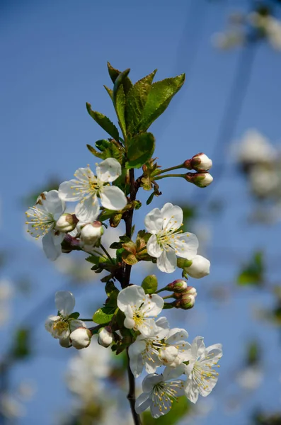 Makroda Beyaz Çiçekler Çiçek Açan Ağaçlar Beyaz Bir Çiçekte Arı — Stok fotoğraf