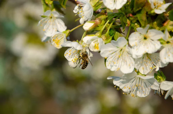 Fleurs Blanches Macro Des Arbres Fleurs Abeille Sur Une Fleur — Photo