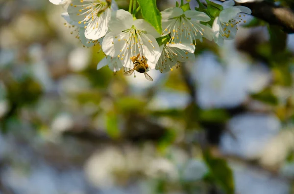 Weiße Blüten Makro Blühende Bäume Biene Auf Einer Weißen Blume — Stockfoto