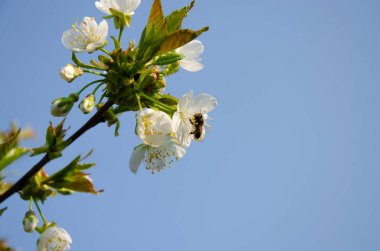 Makroda beyaz çiçekler. Çiçek açan ağaçlar. Beyaz bir çiçekte arı. Beyaz çiçekli bir ağacın dalı