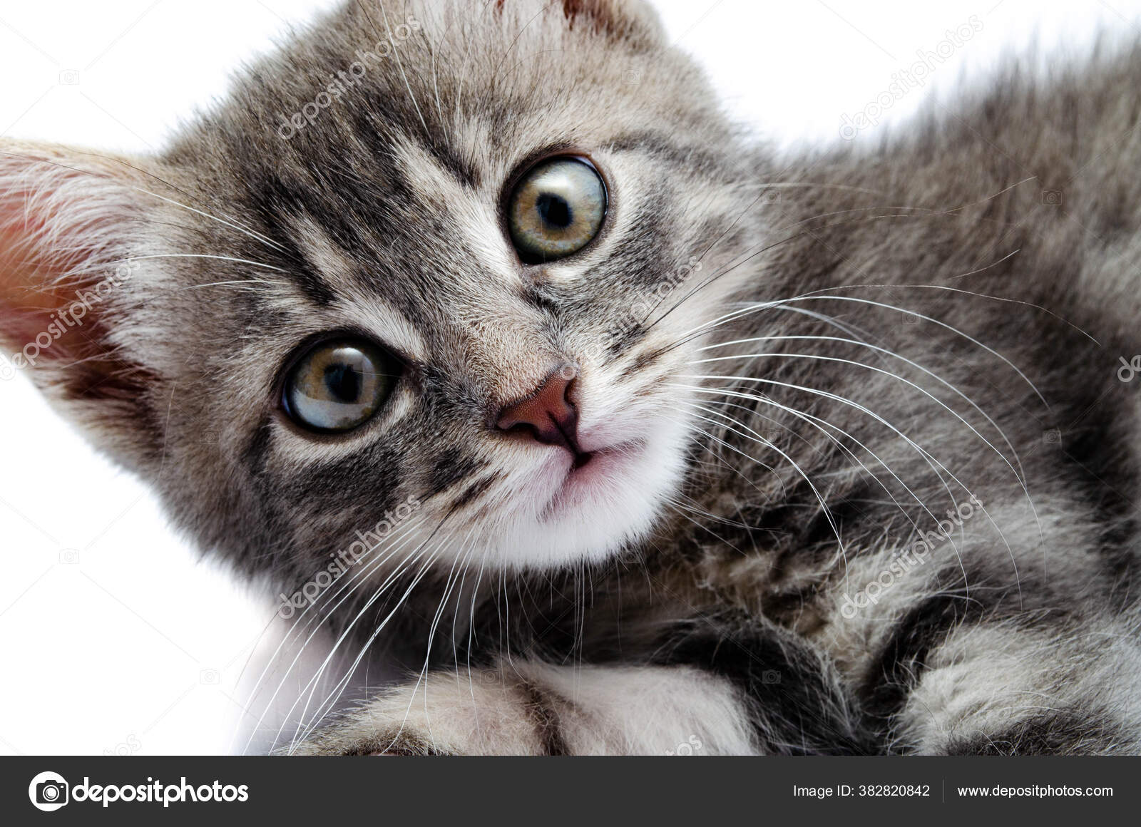 Petit Chaton Gris Sur Fond Blanc Chat Trouve Sur Droite Image Libre De Droit Par Arthur Shevtsov C Petit Chaton Gris Sur Fond Blanc Chat Trouve Sur Droite Image Libre De Droit Par Arthur Shevtsov C