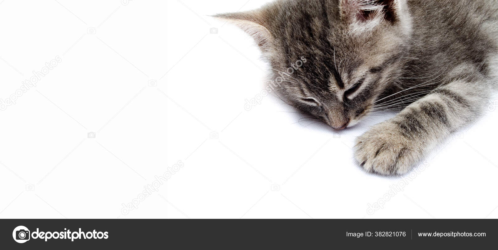Petit Chaton Gris Sur Fond Blanc Chat Trouve Sur Droite Image Libre De Droit Par Arthur Shevtsov C Petit Chaton Gris Sur Fond Blanc Chat Trouve Sur Droite Image Libre De Droit Par Arthur Shevtsov C