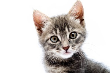 Beyaz arka planda küçük gri kedi yavrusu. Kedi suratlı namlu, kameraya yakından bakıyor. Cinsi olmayan bir koyun yavrusu kameraya bakar. Pankart. Ağızlıklı gri kedi yavrusu. Yakın plan.