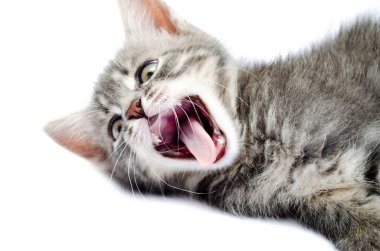 Beyaz arka planda küçük gri kedi yavrusu. Kedi sağda yatar ve esner, ağzını açar, makroda uyur. Küçük gri kedi dinleniyor.