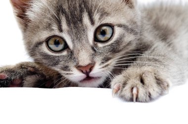 Beyaz arka planda küçük gri kedi yavrusu. Kedi başı yukarıda yatar. Avcılık pozisyonunda bir kedi. Küçük kedicik saldırıya hazırlanıyor. Kedi yüzüne yakın çekim, yüz, şapkalar