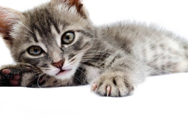 Beyaz arka planda küçük gri kedi yavrusu. Kedi başı yukarıda yatar. Avcılık pozisyonunda bir kedi. Küçük kedicik saldırıya hazırlanıyor. Kedi yüzüne yakın çekim, yüz, şapkalar