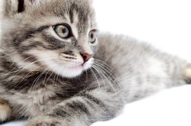Beyaz arka planda küçük gri kedi yavrusu. Kedi başı yukarıda yatar. Avcılık pozisyonunda bir kedi. Küçük kedicik saldırıya hazırlanıyor. Kedi yüzüne yakın çekim, yüz, şapkalar