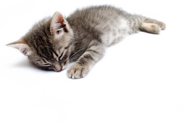 Beyaz arka planda küçük gri kedi yavrusu. Kedi yerde yatıyor, üstte ve yandan bakıyor. Yavru kedi uyuyor, dinleniyor. Küçük kedi yavrusu makroda