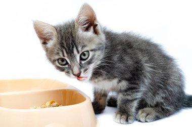 Beyaz arka planda küçük gri kedi yavrusu. Kedi bej bir kaseden yiyecek ve konserve yiyecek yiyor. Kedi yavrusu onun dilini çıkardı. Kitty makroda dil gösteriyor..