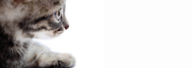 Beyaz arka planda küçük gri kedi yavrusu. Kedi profil olarak sağ tarafa bakıyor. Küçük kedicik yakından görünüyor. Pankart