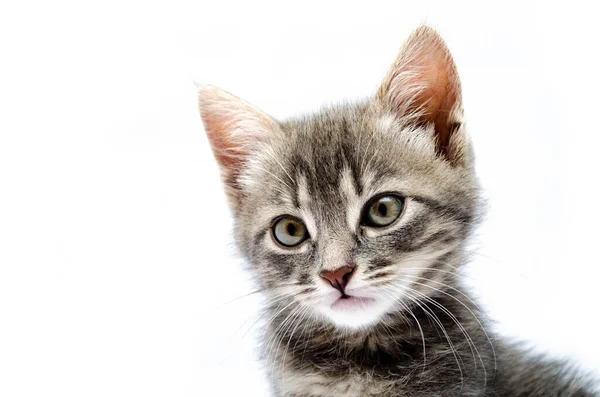 Gros Plan Museau Jeune Chat Gris Tabby Nez Noir Aux Image Libre De Droit Par Annavsevolozhsk C Gros Plan Museau Jeune Chat Gris Tabby Nez Noir Aux Image Libre De Droit Par Annavsevolozhsk C