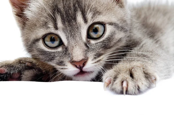 Beyaz arka planda küçük gri kedi yavrusu. Kedi başı yukarıda yatar. Avcılık pozisyonunda bir kedi. Küçük kedicik saldırıya hazırlanıyor. Kedi yüzüne yakın çekim, yüz, şapkalar