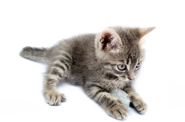 Little gray kitten on a white background. The cat lies with its head up. Cat in a hunting pose. Little kitty is preparing for an attack. Cat in the face close-up, face, hats