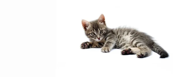 Beyaz arka planda küçük gri kedi yavrusu. Kedi yerde yatıyor, üstte ve yandan bakıyor. Yavru kedi uyuyor, dinleniyor. Küçük kedi yavrusu makroda