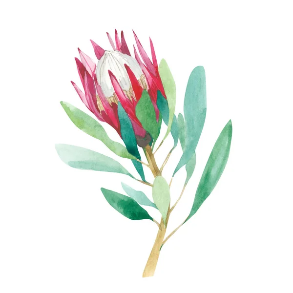 Watercolor exotic flower Protea flower Australia, watercolor branch illustration