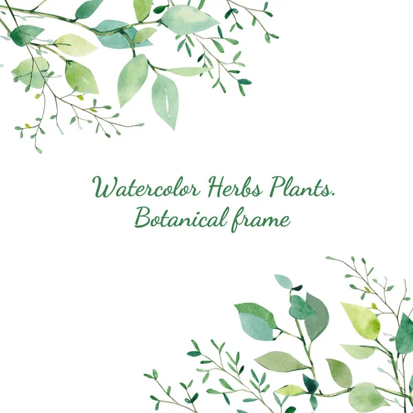 Dalları ve yaprakları Otlar Bitkiler, yeşillik dokular ile Suluboya çerçeve. Davet, düğün veya tebrik kartları için bahar veya yaz çiçek