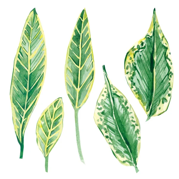 Suluboya tropikal yaprakları, botanik yaz çiçek