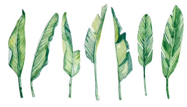 Suluboya tropikal yaprakları, botanik yaz illüstrasyon