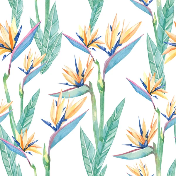 watercolor tropical flowers sterilizes. Seamless pattern tropical plant hand drawn illustration