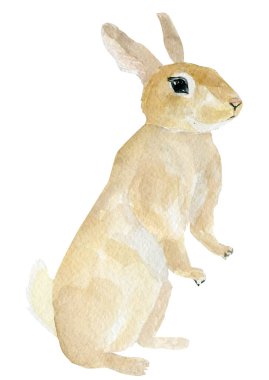 Paskalya tavşanı. El yapımı suluboya hayvan ormanı. Suluboya resimli komik tavşan. Yavru hayvan.