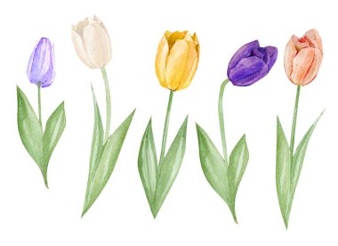 Set watercolor hand drawn elements of Tulips collection garden and wild flowers, easter florals, leaves. Botanical illustration isolated on white background for wedding invintation, greeting card.