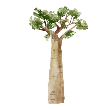 Watercolor Baobab tree isolated on white background. Hand drawn illustration of nature Africa, southern trees in the savannah.