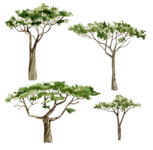 Aquarell Afrika Bäume Handgezeichnete Darstellung Der Natur Akazien Südbäume Der — Stockfoto