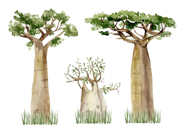 Acquerello Baobab Albero Impostato Isolato Sfondo Bianco Illustrazione Disegnata Mano — Foto Stock
