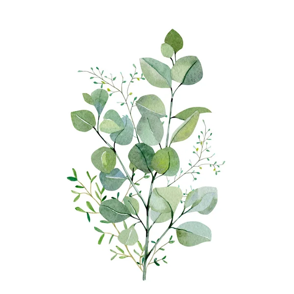 Watercolor Hand Painted Bouquet Eucalyptus Green Plants Frolar Branches Leaves — Stock Photo, Image