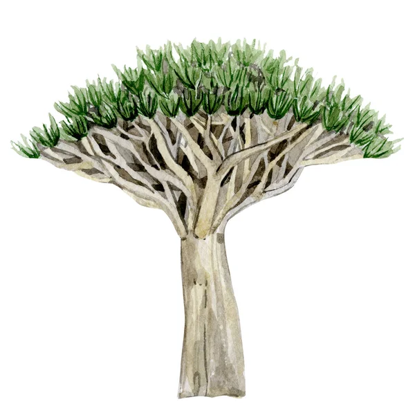 Drzewa Akwarelowe Izolowane Białym Tle Ręcznie Rysowana Ilustracja Natury Afryka — Zdjęcie stockowe