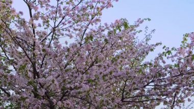 Berrak mavi gökyüzüne karşı sakura çiçeği nin çekimi