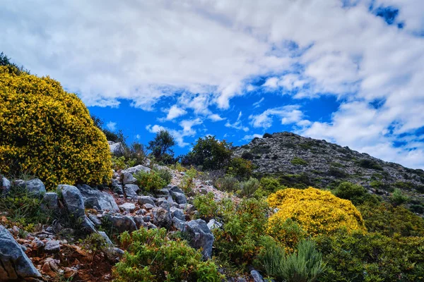 Yunanistan 'ın Girit adasının tipik güzel manzarası. Taze bahar yaprakları, çiçekler açar. Mavi gökyüzü, tepeler ve dağlar. Seçici odak