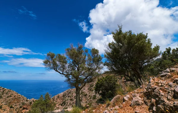 Typiskt grekiskt eller kretensiskt landskap, kullar, berg, vår, buskar. Olivträd, stenlagd stenig stig. Klarblå himmel, moln, hav. Akrotiri, Kreta, Grekland — Stockfoto