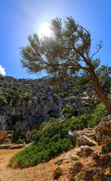 Paisaje típico griego, montañas, primavera, arbustos, camino rocoso. Olivo disparado contra el sol. Cielo azul claro. Península de Akrotiri, Chania, Creta, Grecia — Foto de Stock