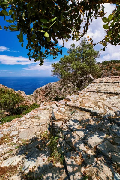 Paisaje típico griego. Camino pavimentado, colinas, arbustos. Gran olivo, almáciga o laurel. Cielo azul, hermosas nubes. Mar. Akrotiri, Chania, Creta, Grecia — Foto de Stock