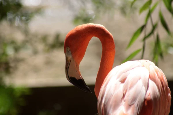 Närbild Porträtt Rosa Flamingo Djurparken — Stockfoto