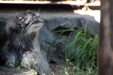 Şirin Manul kedisinin portresi. Resim kopyalama alanı içeriyor