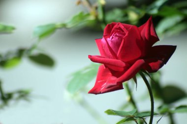 Kırmızı gül çiçeği yeşil arka planda izole edilmiş. Resim kopyalama alanı içeriyor