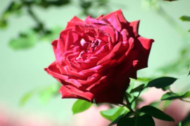 Kırmızı gül çiçeği yeşil arka planda izole edilmiş. Resim kopyalama alanı içeriyor