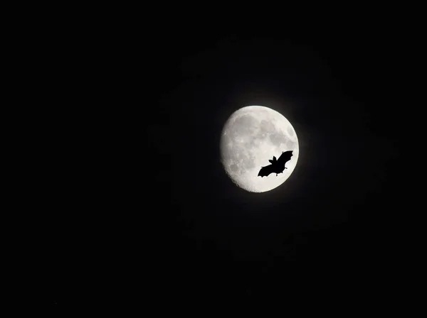 Bate Contra Luna Llena Concepto Halloween Imagen Contiene Espacio Copia —  Fotos de Stock