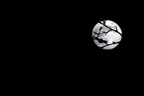 Murciélago Bosque Contra Luna Llena Concepto Halloween Imagen Contiene Espacio —  Fotos de Stock