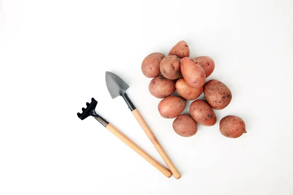 Patates yığını, kürek ve tırmıklar beyaz arka planda izole bir şekilde yatıyordu. Hasat konsepti. Resim kopyalama alanı içeriyor
