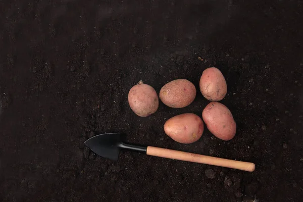 Bir yığın patates ve kürek toprak zemin üzerinde dümdüz yatıyordu. Hasat konsepti. Resim kopyalama alanı içeriyor