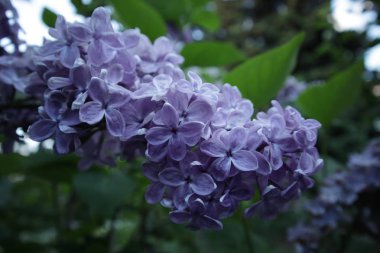 lila mavi çiçekler