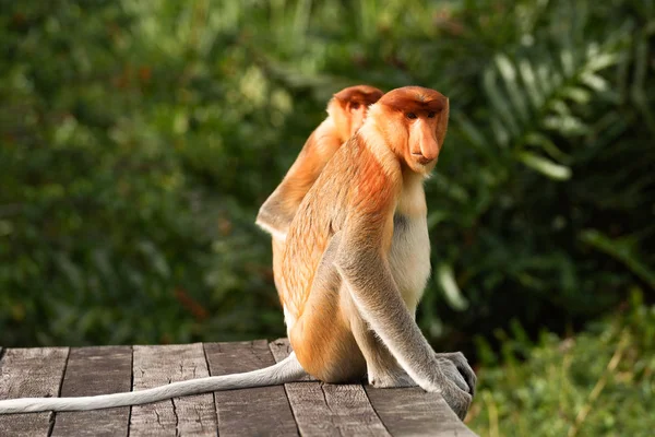 Proboscis Monkey Nasalis Larvatus Macaco Nariz Comprido Macaco Arbóreo Marrom — Fotografia de Stock