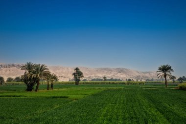 Parlak yeşil alanlar mavi gökyüzü ve kuru sarı çöl dağları, Mısır ile kontrast