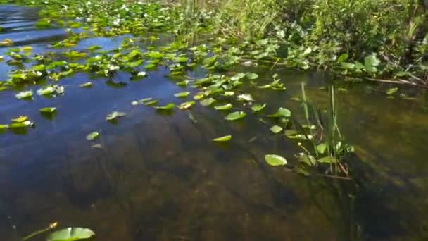 Φύλλα Από Γρασίδι Στην Επιφάνεια Του Νερού Της Λίμνης — Αρχείο Βίντεο