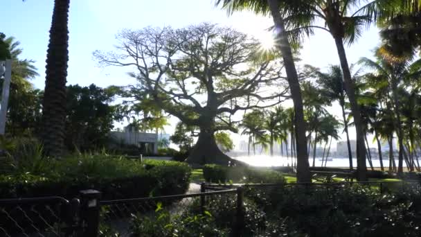 Árbol Bodhi Palmeras Parque Con Cielo Azul — Vídeo de stock