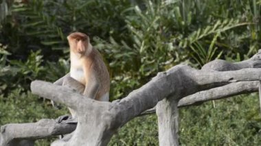 Hortumlu maymun (Nasalis larvatus) veya uzun burunlu maymun. Sıra dışı büyük burunlu eski dünya maymunu. Borneo 'ya özgüdür.